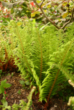 Polystichum setiferum RCP5-2013 160.JPG